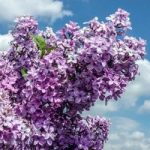 Lilac (Syringa) Saugeana Plants