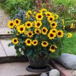 SunflowerPlant – SunBelievable Brown Eyed Girl
