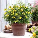 Clematis Plant – Little Lemons