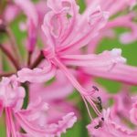 Nerine bowdenii Bulbs – Pink