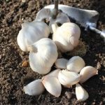 Garlic Bulbs – Carcossonne Wight