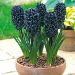 Hyacinth Bulb – Midnight Mystic