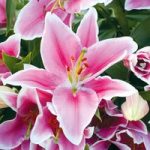 Lily Bulbs – Defender Pink