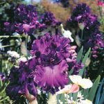 Iris Bare Root – Cantina (Re-Blooming)