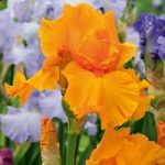 Iris Plant – Orange Harvest (Re-Blooming)