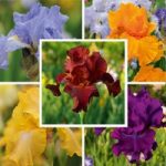 Iris Re-Blooming Collection