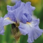 Iris Plant – Victoria Falls (Re-Blooming)