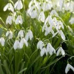 Galanthus (Snowdrop) Bulbs – Single Flowered Bulb
