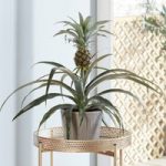 Houseplant Edible Pineapple 14cm Pot x 1