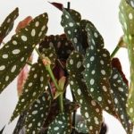 Begonia maculata 12cm Pot x 1