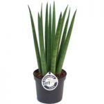 Sansevieria cyl. Straight (African Spear Plant)