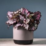 Begonia Rex-Hybrid Helen Teupel 12cm Pot x 1