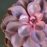 Echeveria Purple Pearl – Shine like a Pearl 12cm Pot x 1