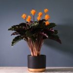 Calathea crocata 5-6 flower 14cm Pot x 1