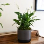 Spathiphyllum (Peace Lily) Torelli Air So Pure