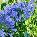 Agapanthus Africanus Blue – 10 Litre Pot