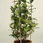 Trachelospermum jasminoides Double Arch 80/100cm – 28cm Pot