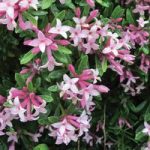 Daphne transatlantica Plant – Pink Fragrance