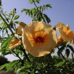Campsis t. Plant – Summer Jazz® Gold