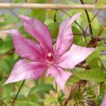 Clematis Plant – Giselle