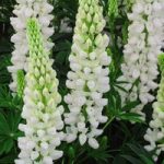 Lupin  Gallery White 1 Litre Pot x 1