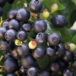 Blueberry (Vaccinium) Berry Bux 10.5cm Pot x 1