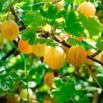 Gooseberry Plant – Hinnonmaki Yellow