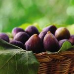 Fig (Ficus) Negronne (Violette De Bourdea)