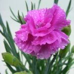 Dianthus Plant – Tickled Pink