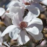 Magnolia loebneri Plant – Merrill