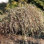 Salix caprea Plant – Kilmarnock