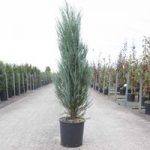Juniperus scop. Plant – Blue Arrow