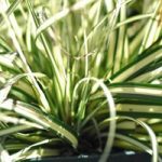 Carex Oshimensis Evergold