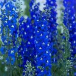Delphinium Plants –  Blue Bird