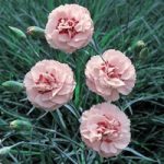 Dianthus Plant – Doris