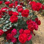 Rose Plant – Precious Ruby