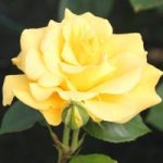 Rose (Bush) Precious Gold 3 Litre Pot x 1