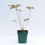 Anemone Hybrida Serenade – Plants