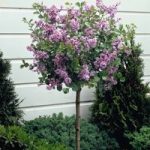 Lilac ‘Palibin’ (standard)