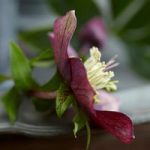 Helleborus orientalis Plant – Hello Ruby