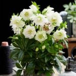 Helleborus orientalis Plant – Double Ellen White