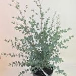 Eucalyptus gunni  – Silverana