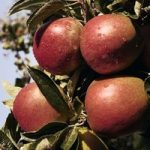 Apple Tree – Braeburn (Clone Helena)