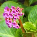 Bergenia Plant – Purpurascens