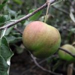 Apple (Malus) Jonagold
