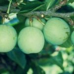 Gage (Prunus) Old Green Gage