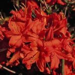 Azalea Plant – Fireball