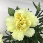 Dianthus Plant – Yellow Bling Bling