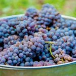 Grape (Vitis) Plant – Cabernet Franc