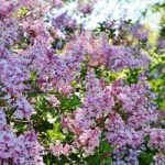 Lilac (Syringa) Bloomerang Pink Perfume